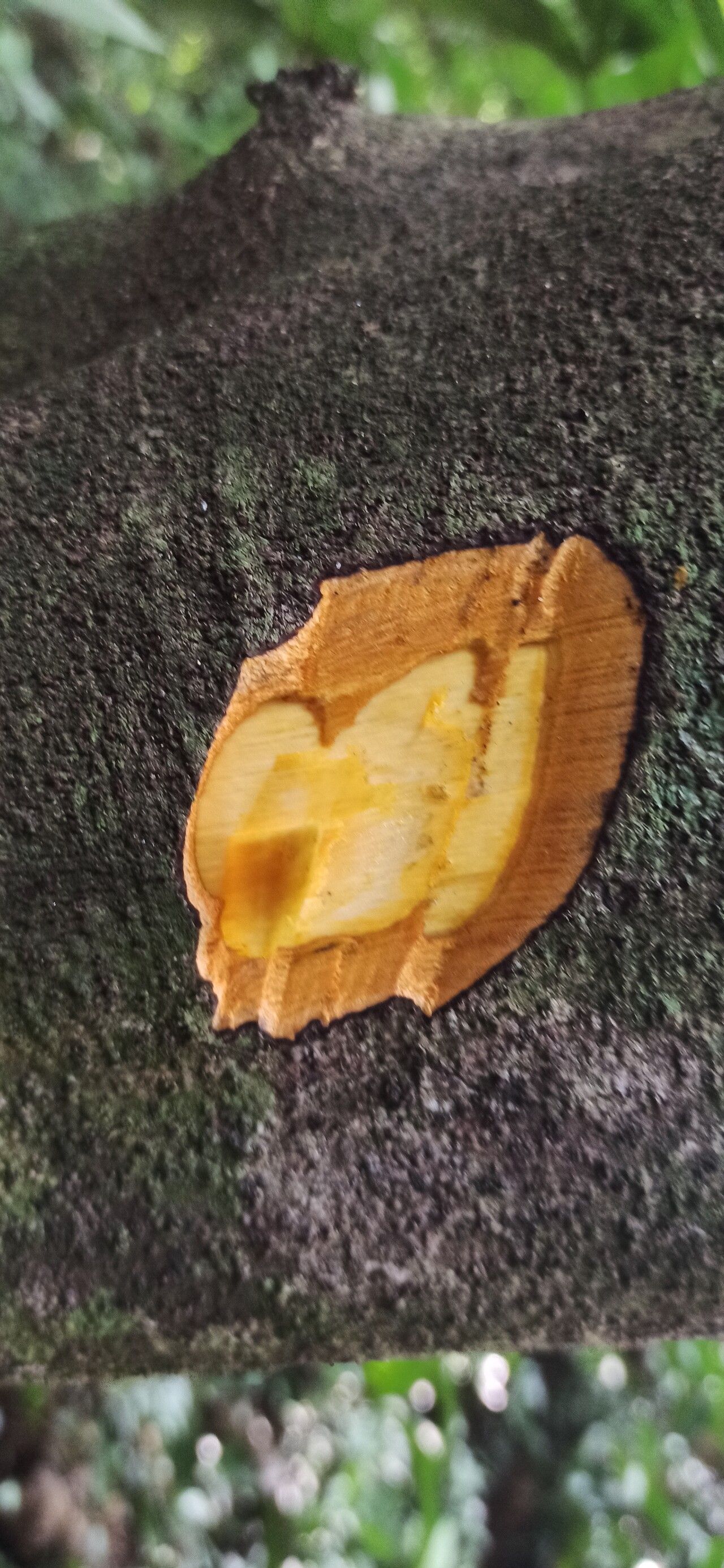 Diospyros canaliculata bark