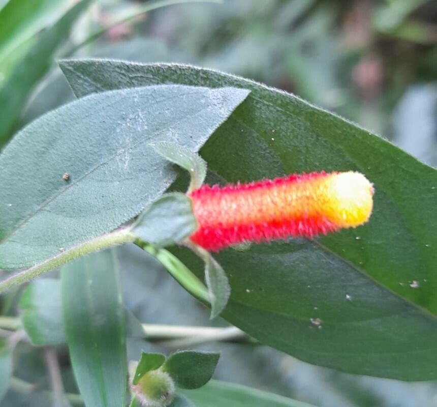 Manettia luteorubra flower