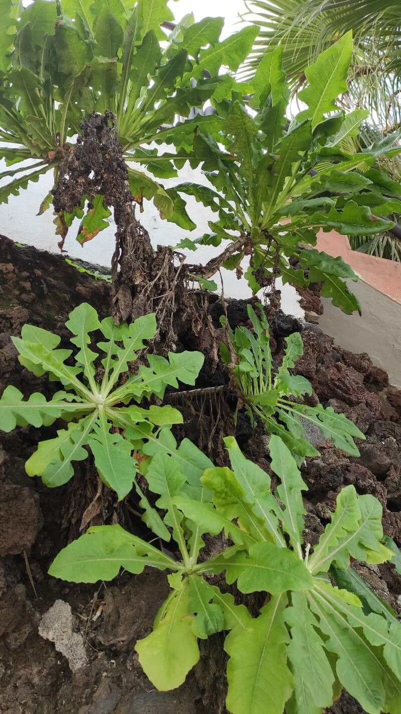 Sonchus radicatus habit