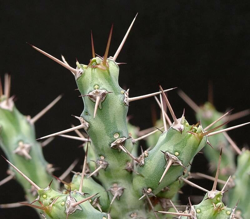 Euphorbia godana — houseplant care guide
