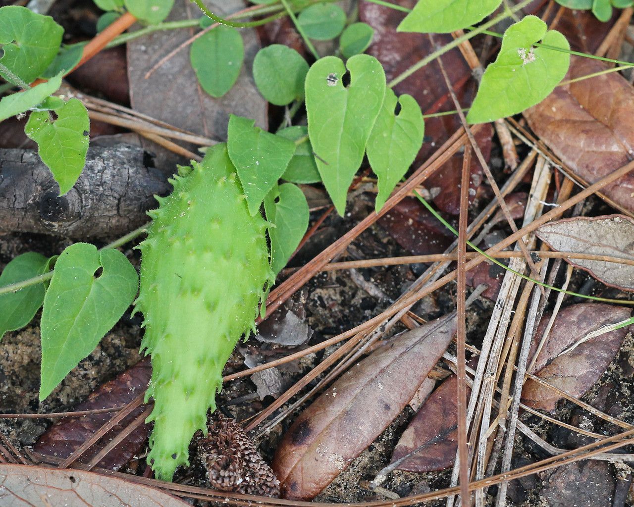 Matelea pubiflora fruit