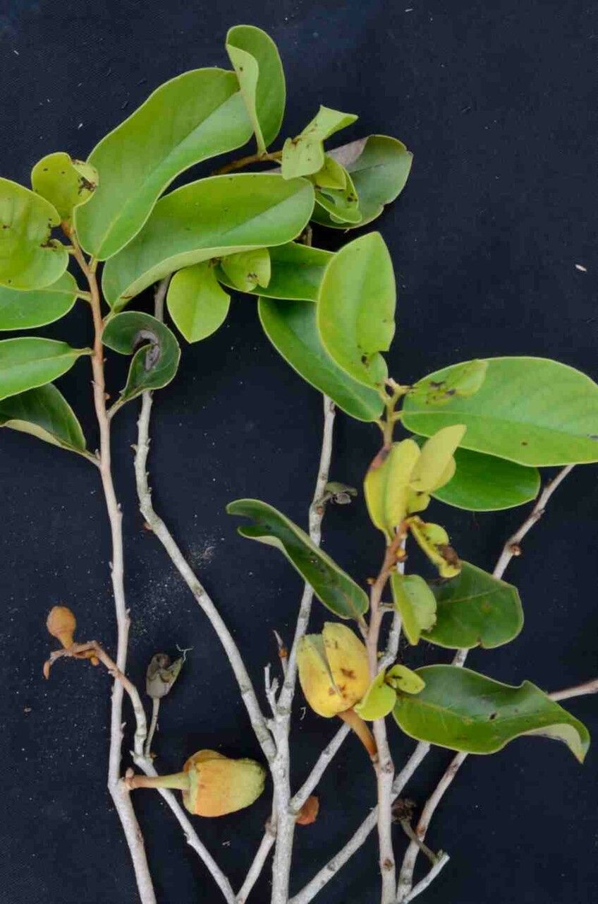 Annona crassiflora flower