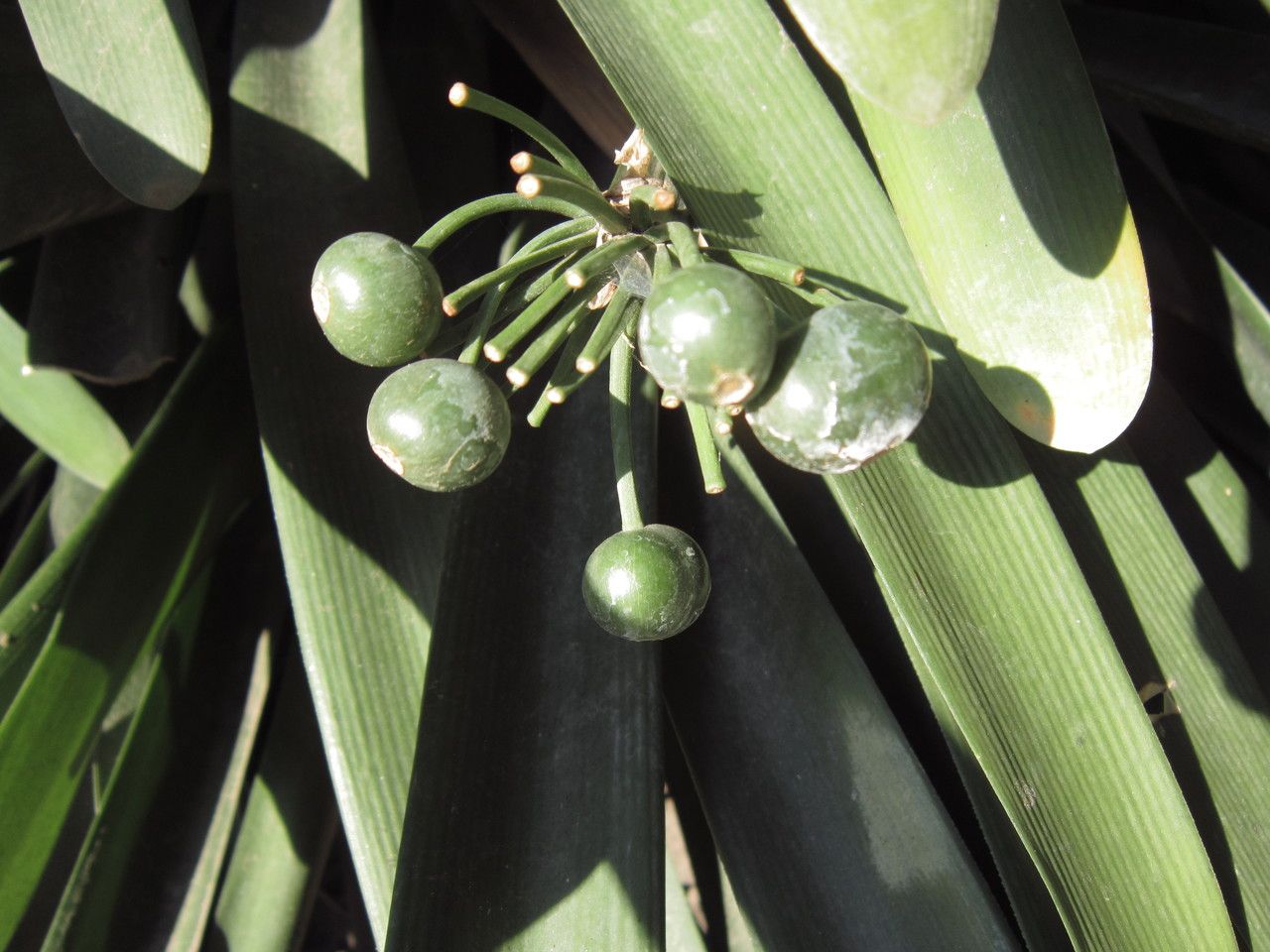 Clivia x cyrtanthiflora fruit