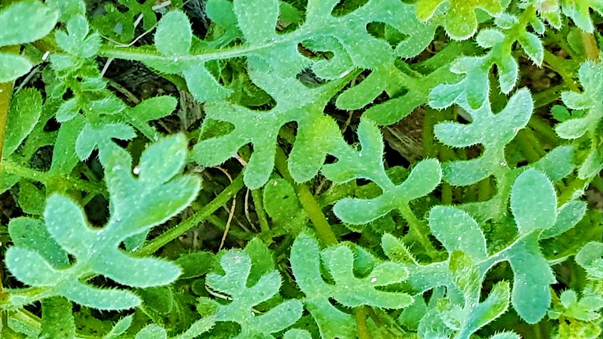 Eucrypta micrantha — related species from the same genus