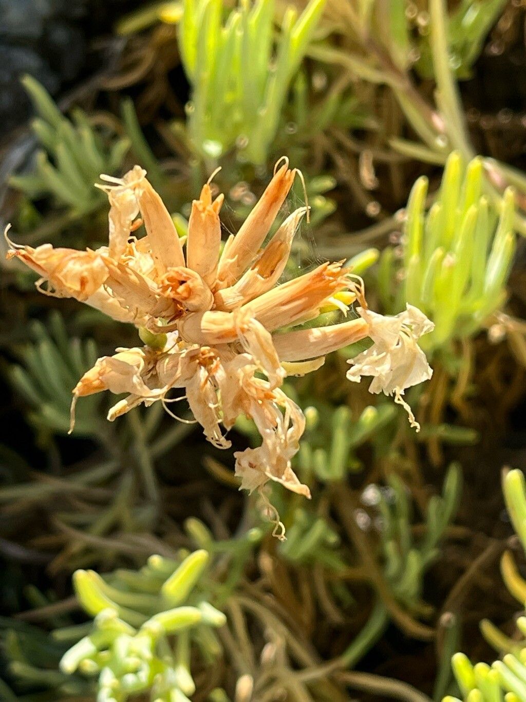 Dianthus fruticosus flower
