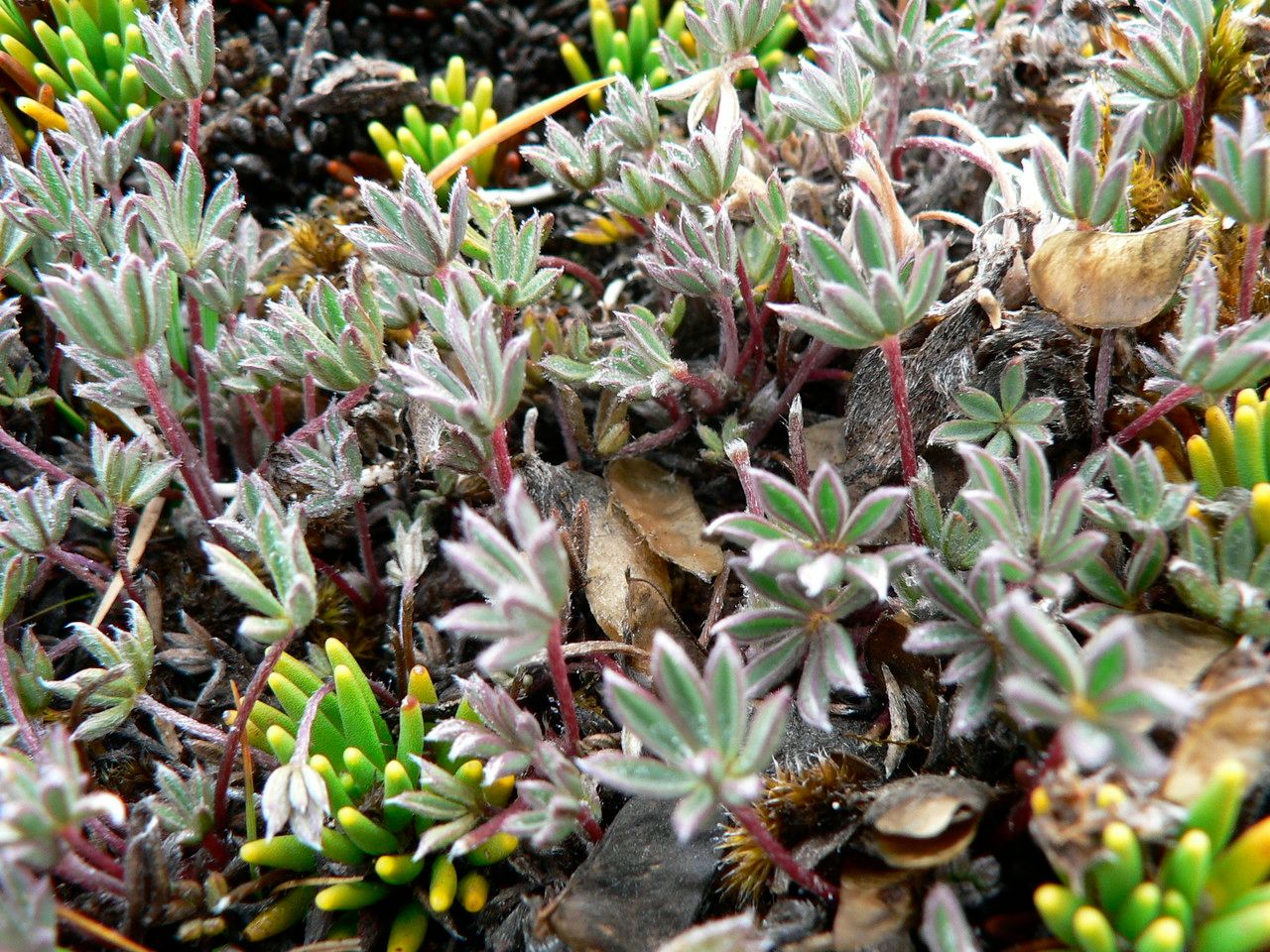 Lupinus kunthii — search result for 'Lupinus'