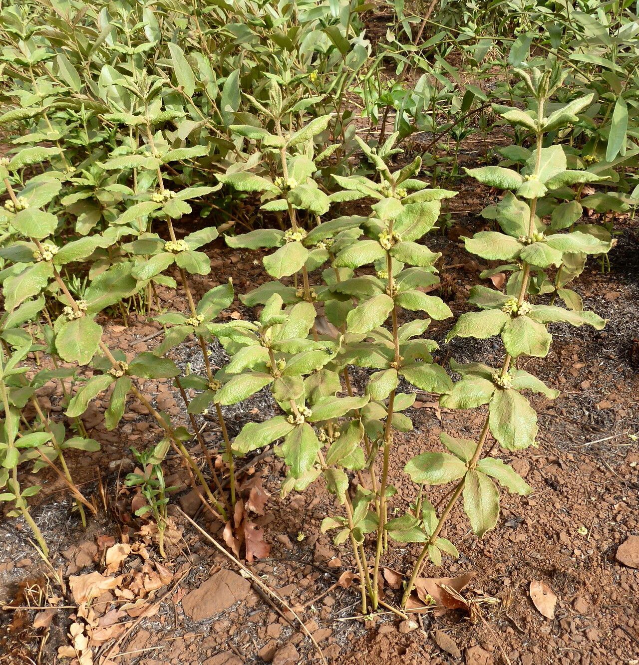 Vangueria agrestis — related species from the same genus