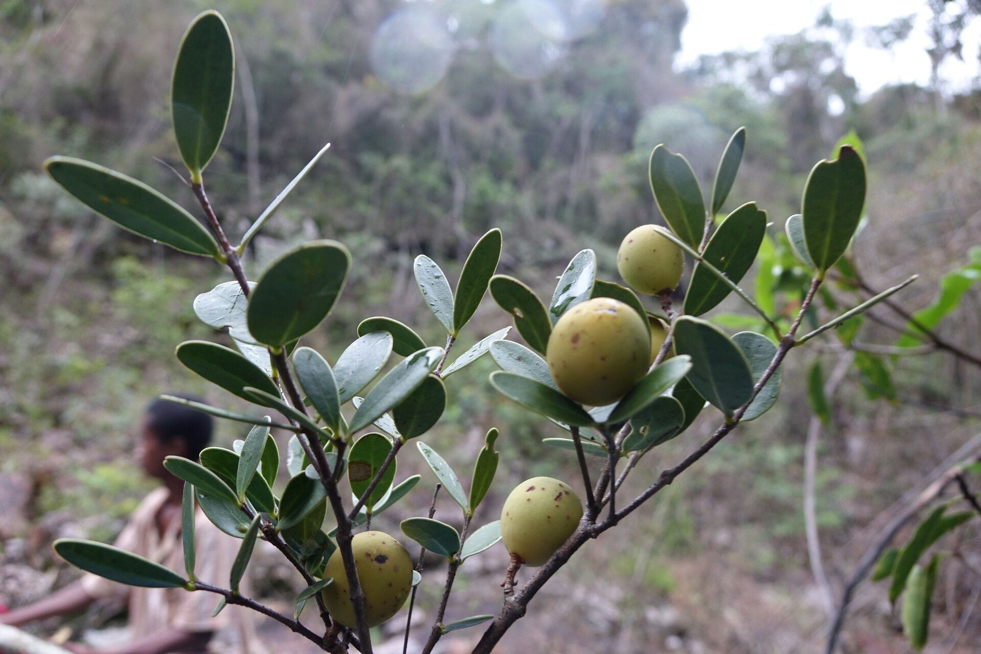 Noronhia lowryi fruit