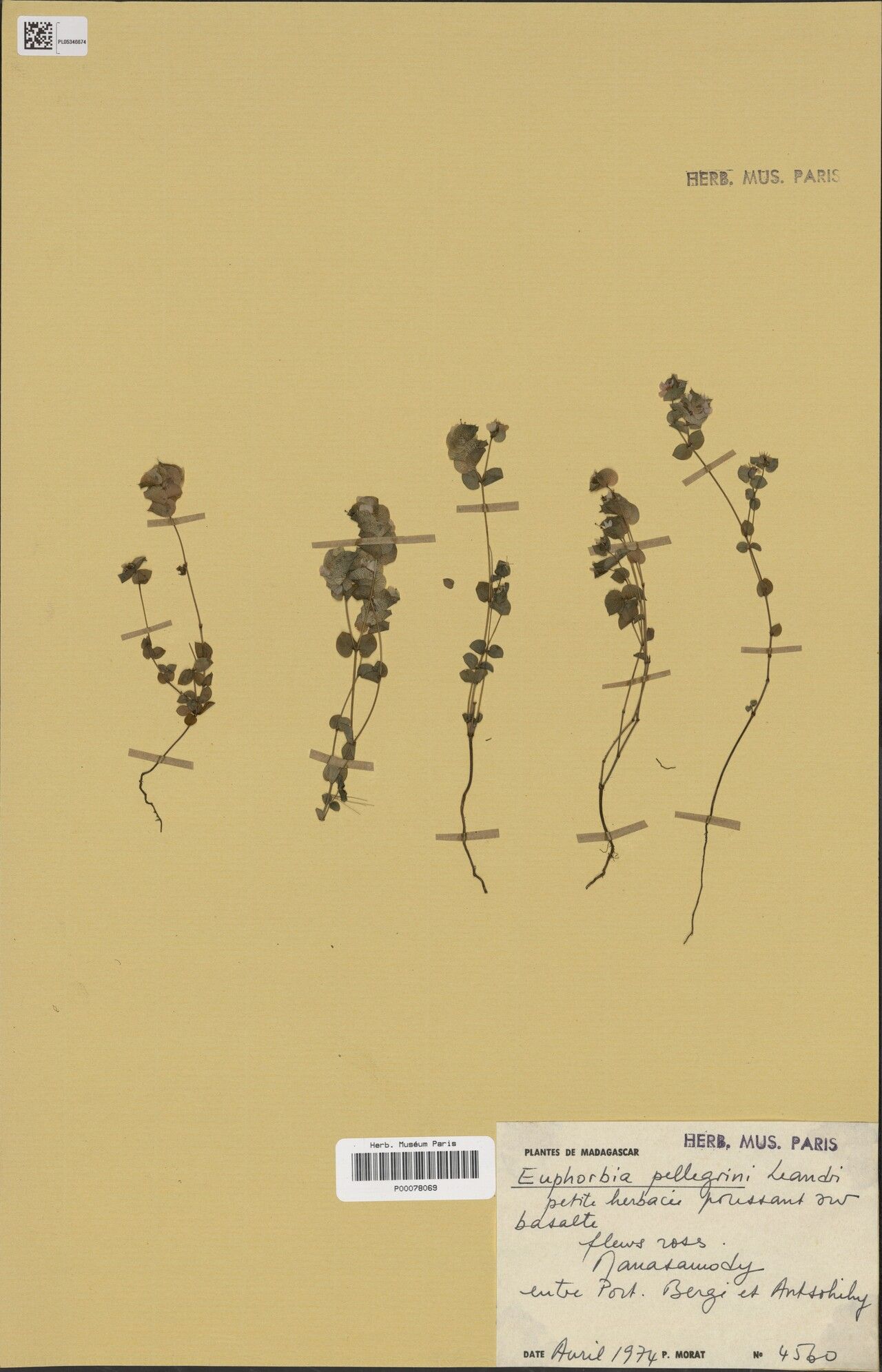 Euphorbia pellegrinii — houseplant care guide