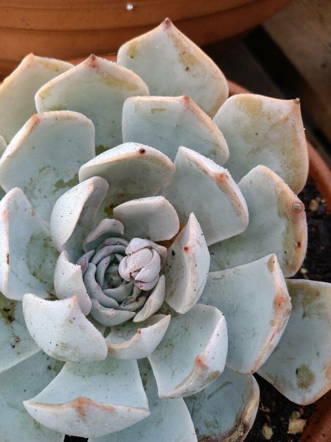 Echeveria cante fruit
