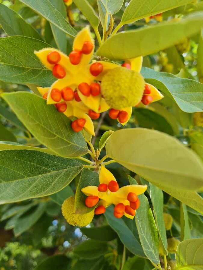 Kiggelaria africana fruit