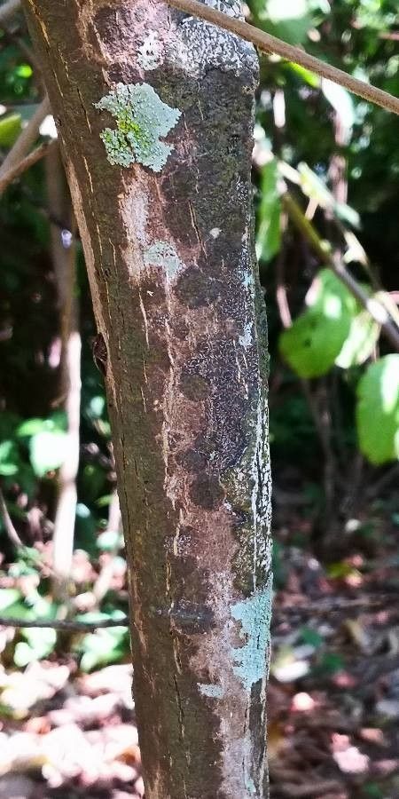 Glycosmis parviflora bark