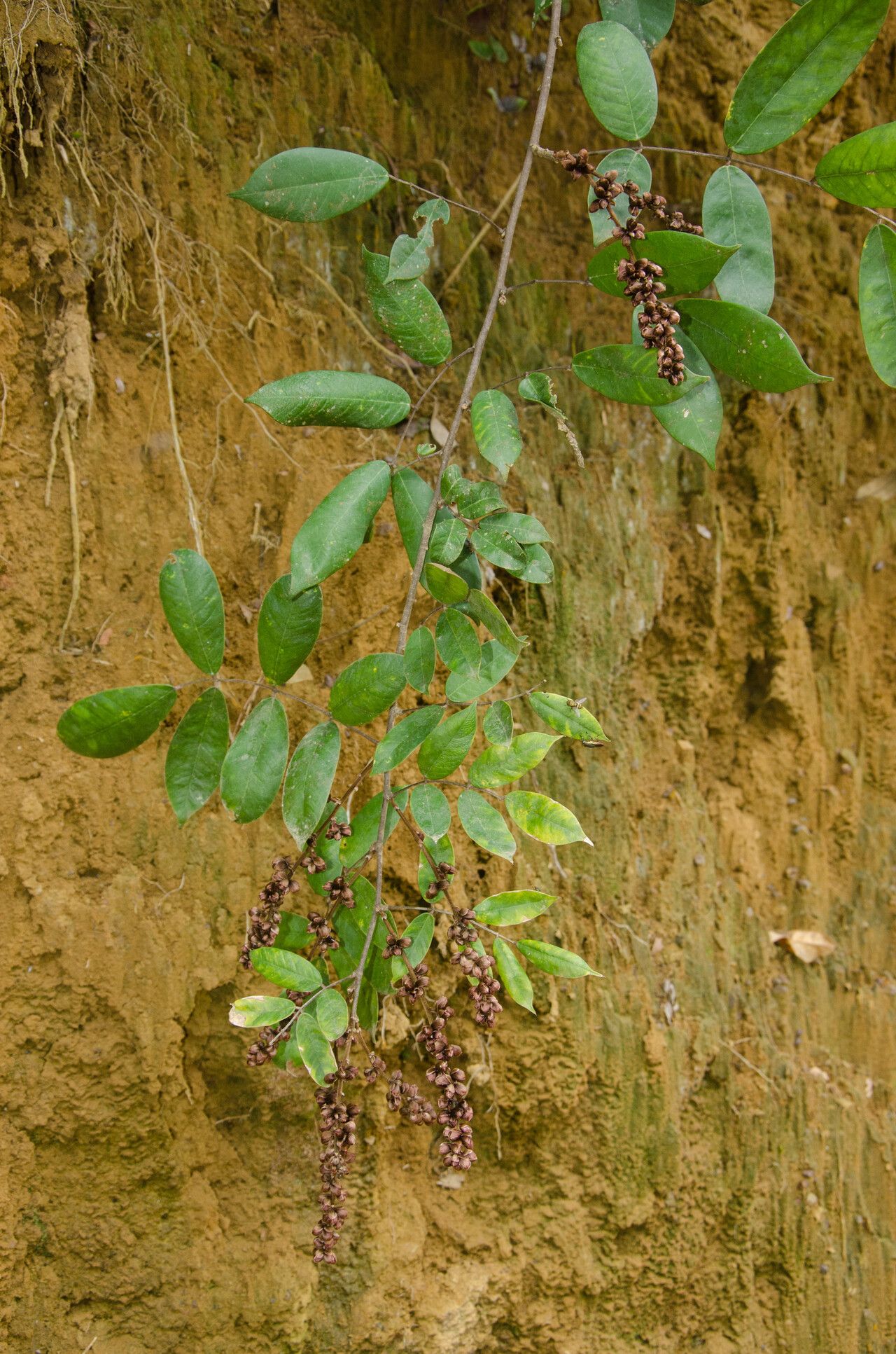 Millettia achtenii — related species from the same genus