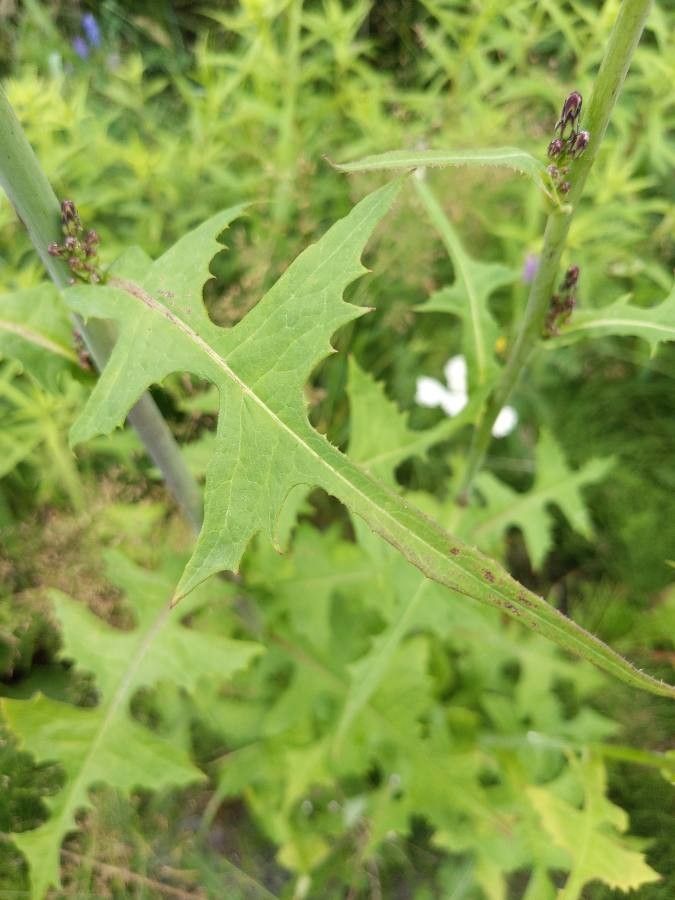Lactuca biennis