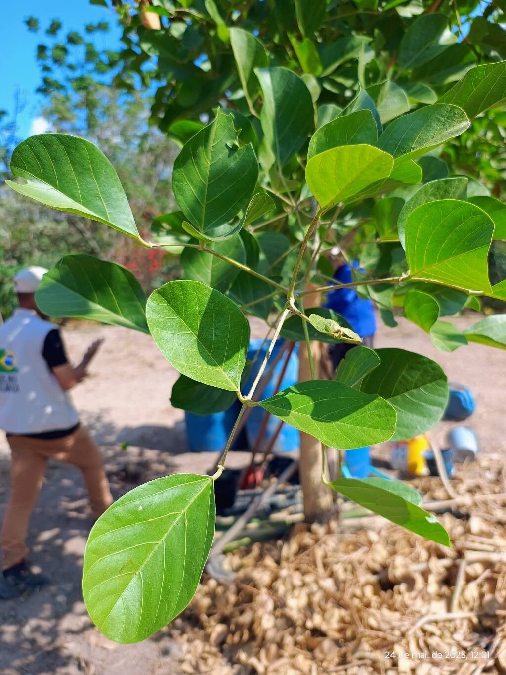 Erythrina mulungu — search result for 'Erythrina'