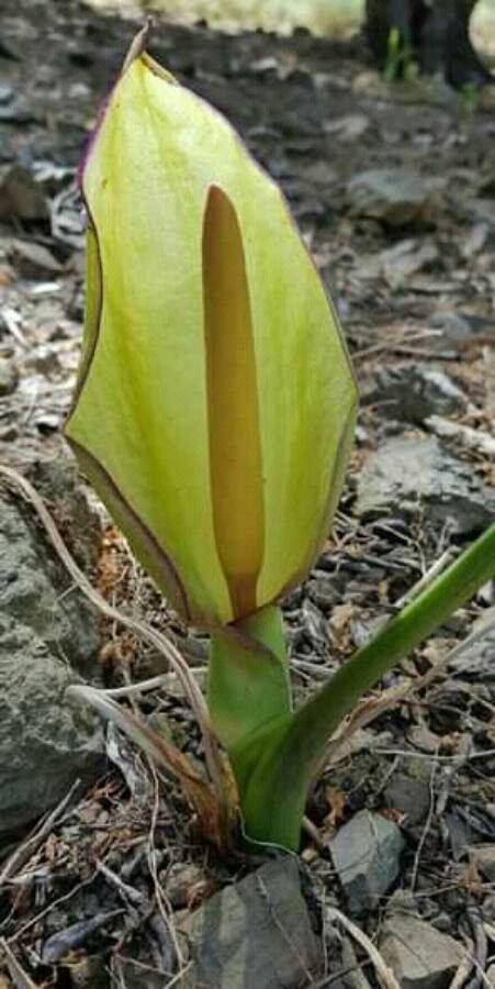 Arum idaeum — houseplant care guide