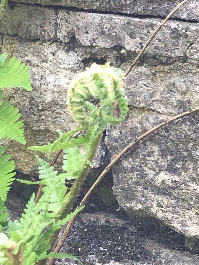 Allosorus acrosticus — search result for 'Cheilanthes'