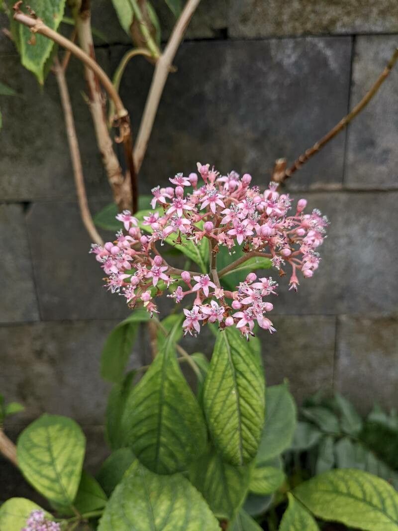 Dichroa febrifuga flower