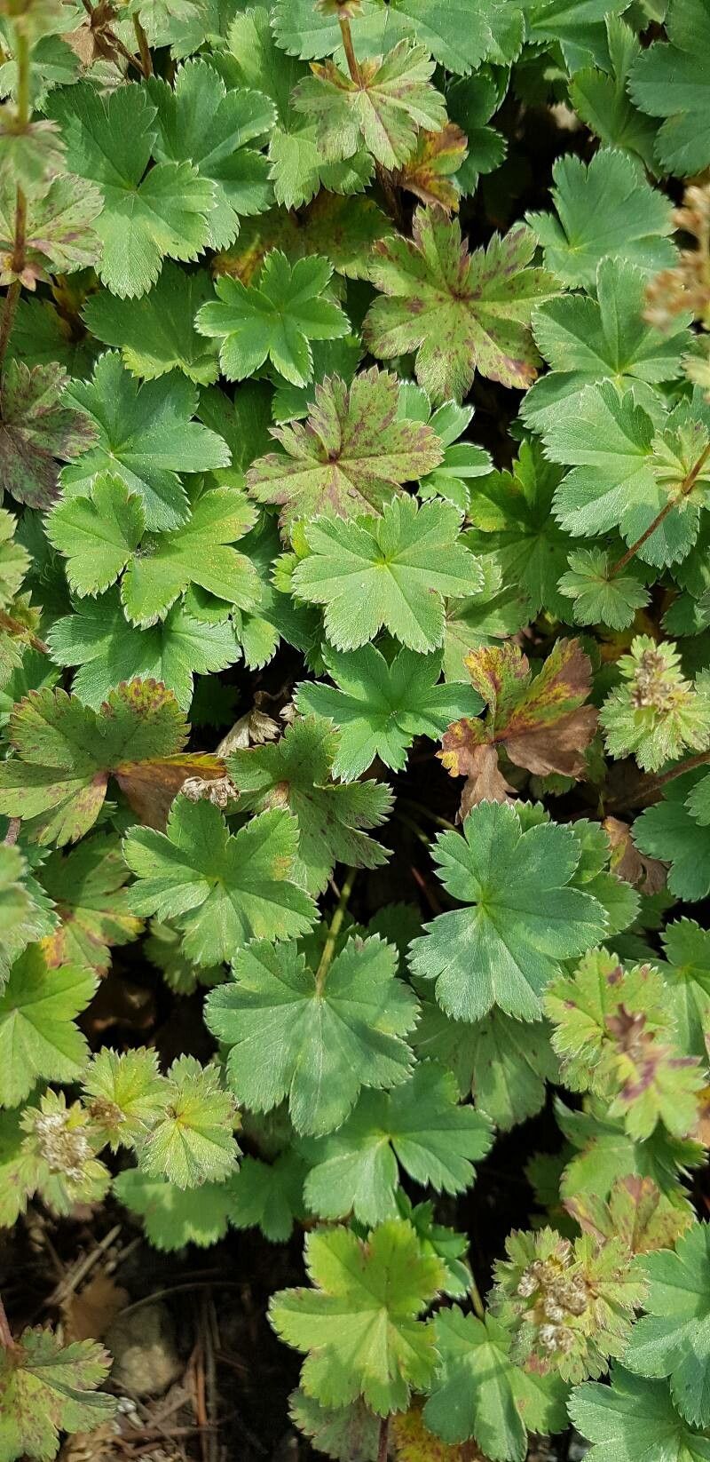 Alchemilla faeroensis — houseplant care guide