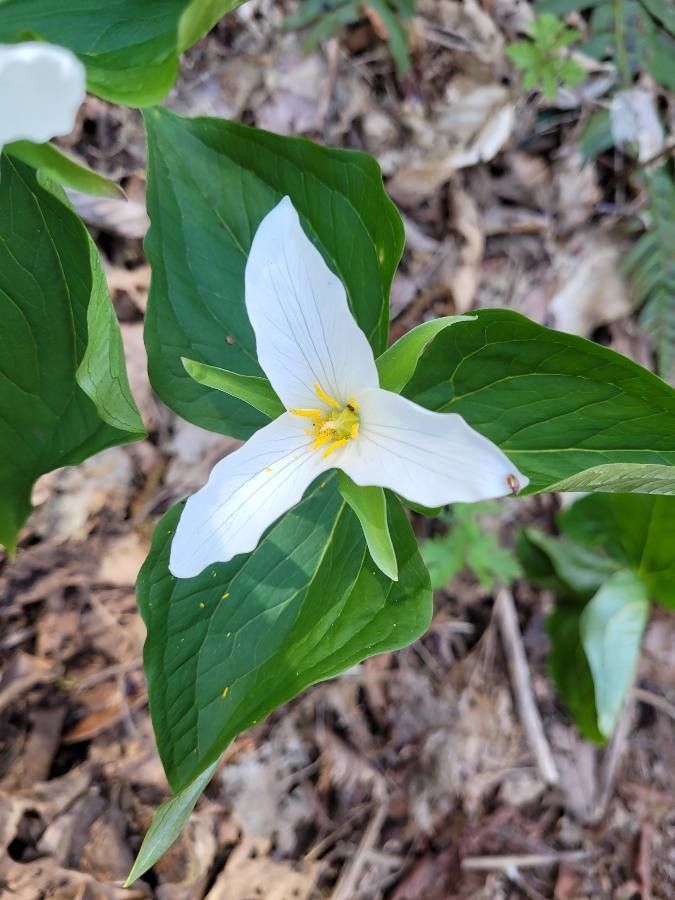 Trillium ovatum flower