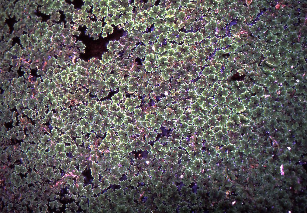 Azolla pinnata habit