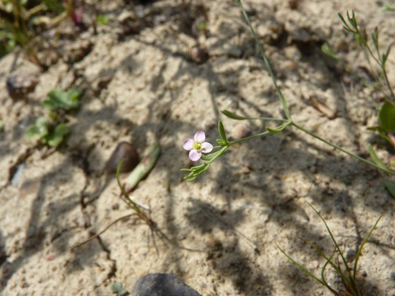 Exaculum pusillum flower