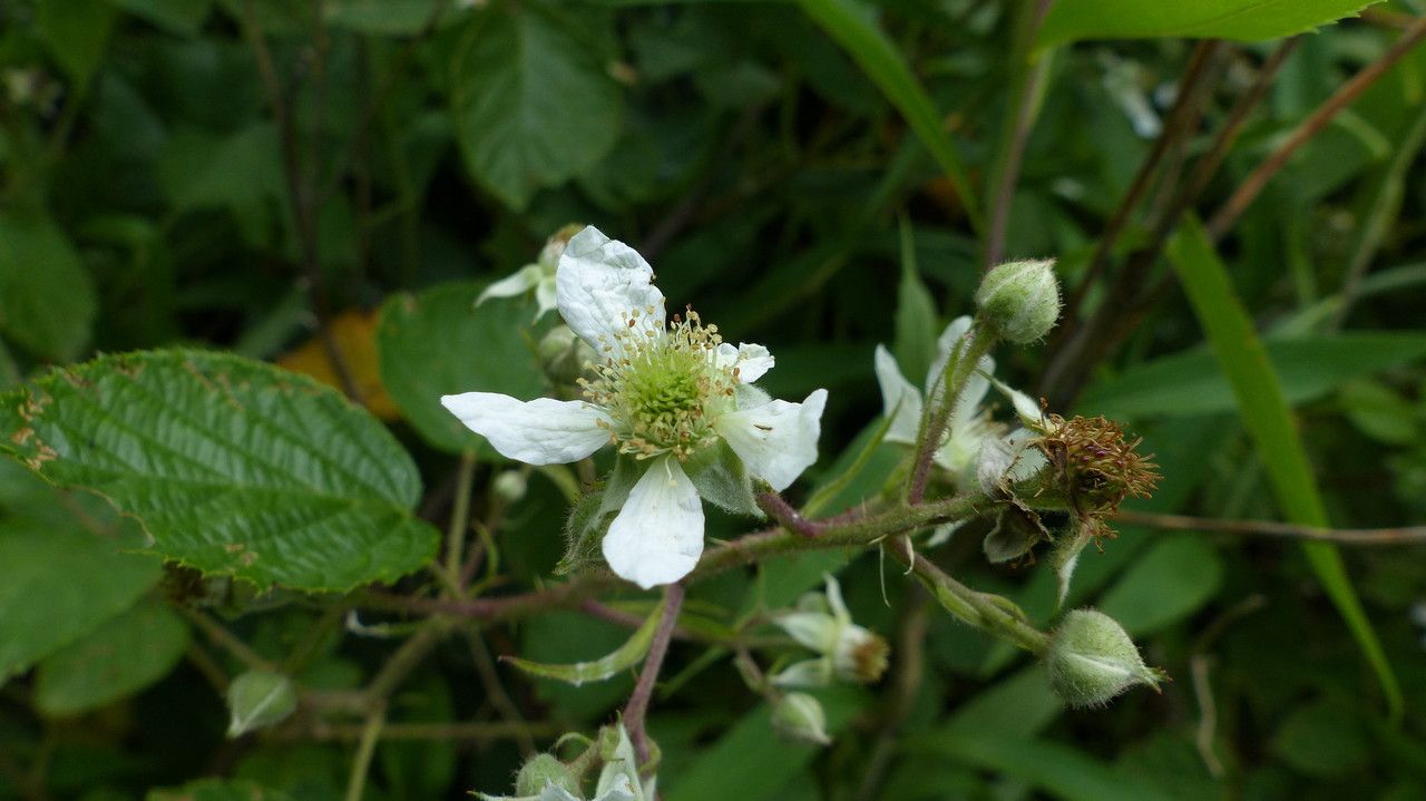 Rubus elegans flower