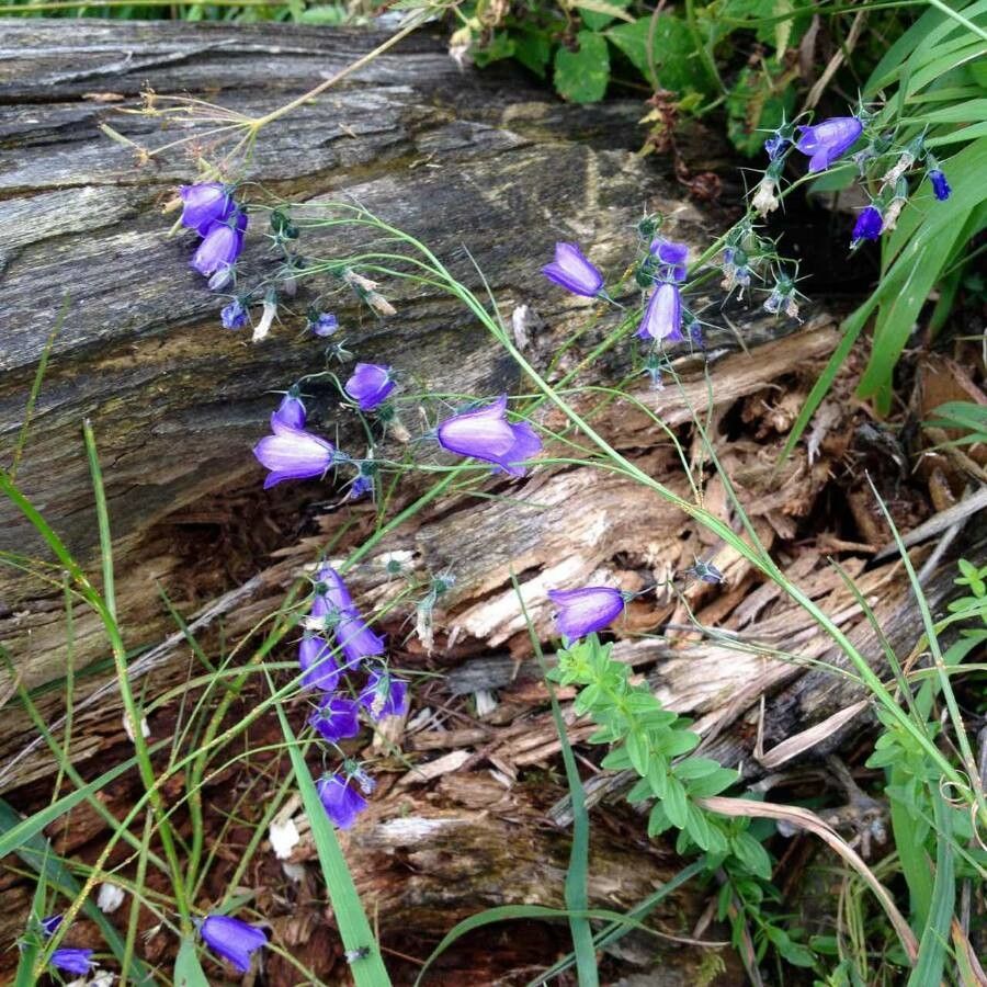 Campanula rhomboidalis flower