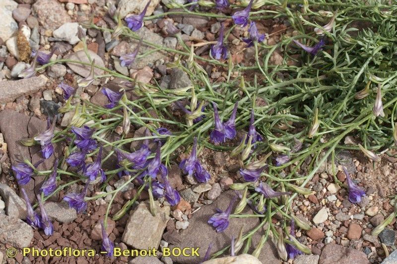 Delphinium balansae habit