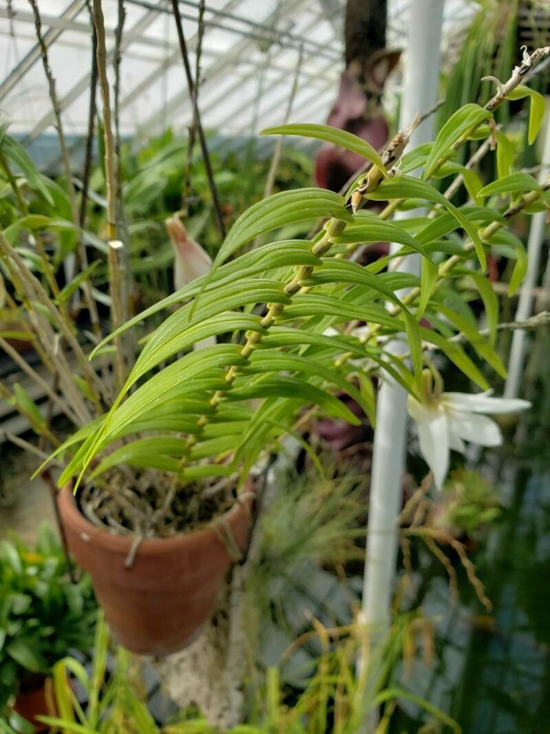 Dendrobium auriculatum — houseplant care guide