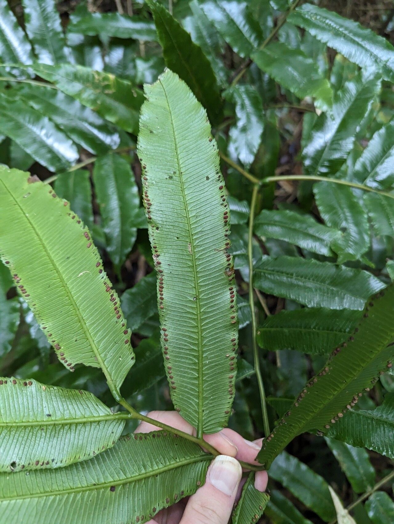 Ptisana robusta leaf