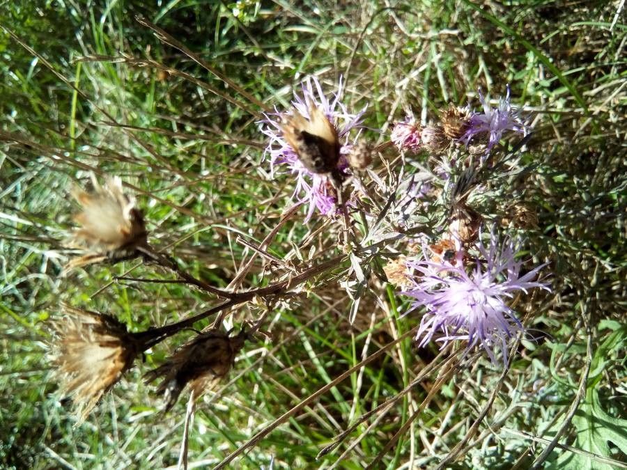Centaurea stoebe fruit