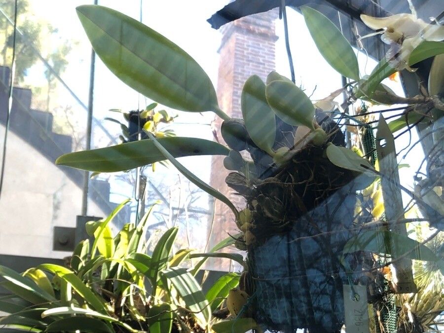 Bulbophyllum flabellum-veneris — houseplant care guide