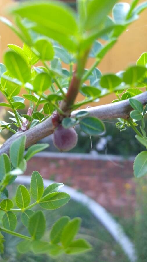 Bursera fagaroides fruit