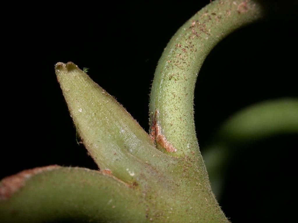 Palicourea hondensis bark