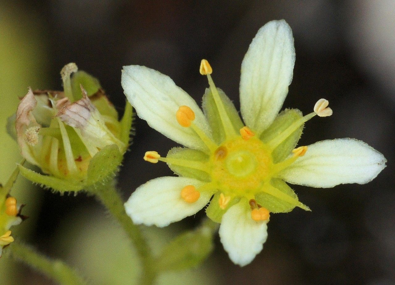 Saxifraga x patens flower