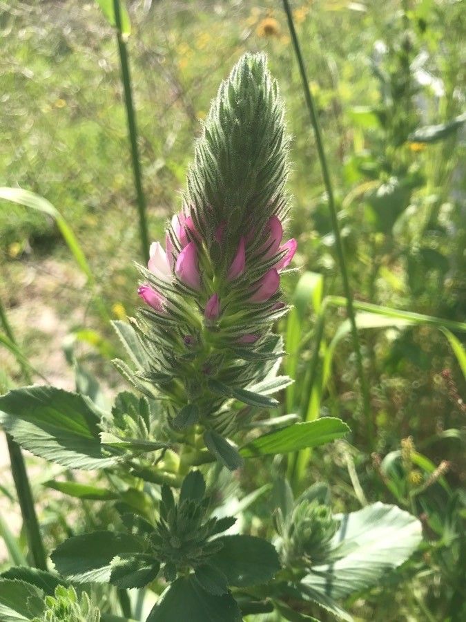 Ononis alopecuroides flower