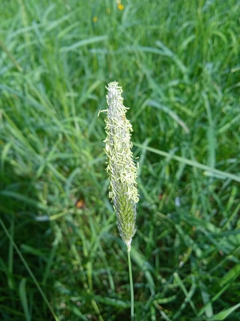 Alopecurus bulbosus flower