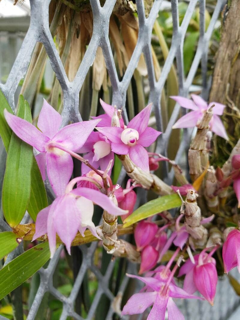 Dendrobium hercoglossum flower