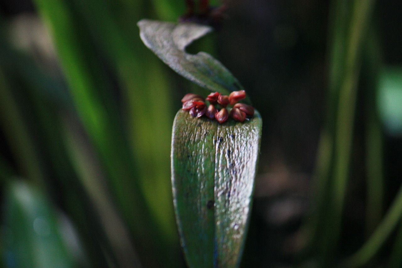 Acianthera pantasmi — houseplant care guide