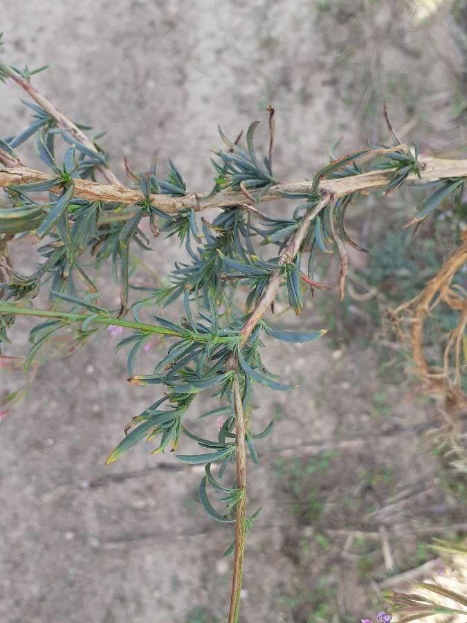 Epilobium brachycarpum — search result for 'Epilobium'