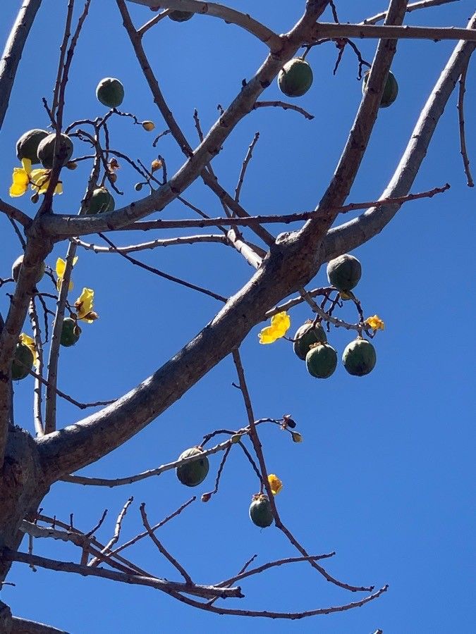 Cochlospermum vitifolium fruit