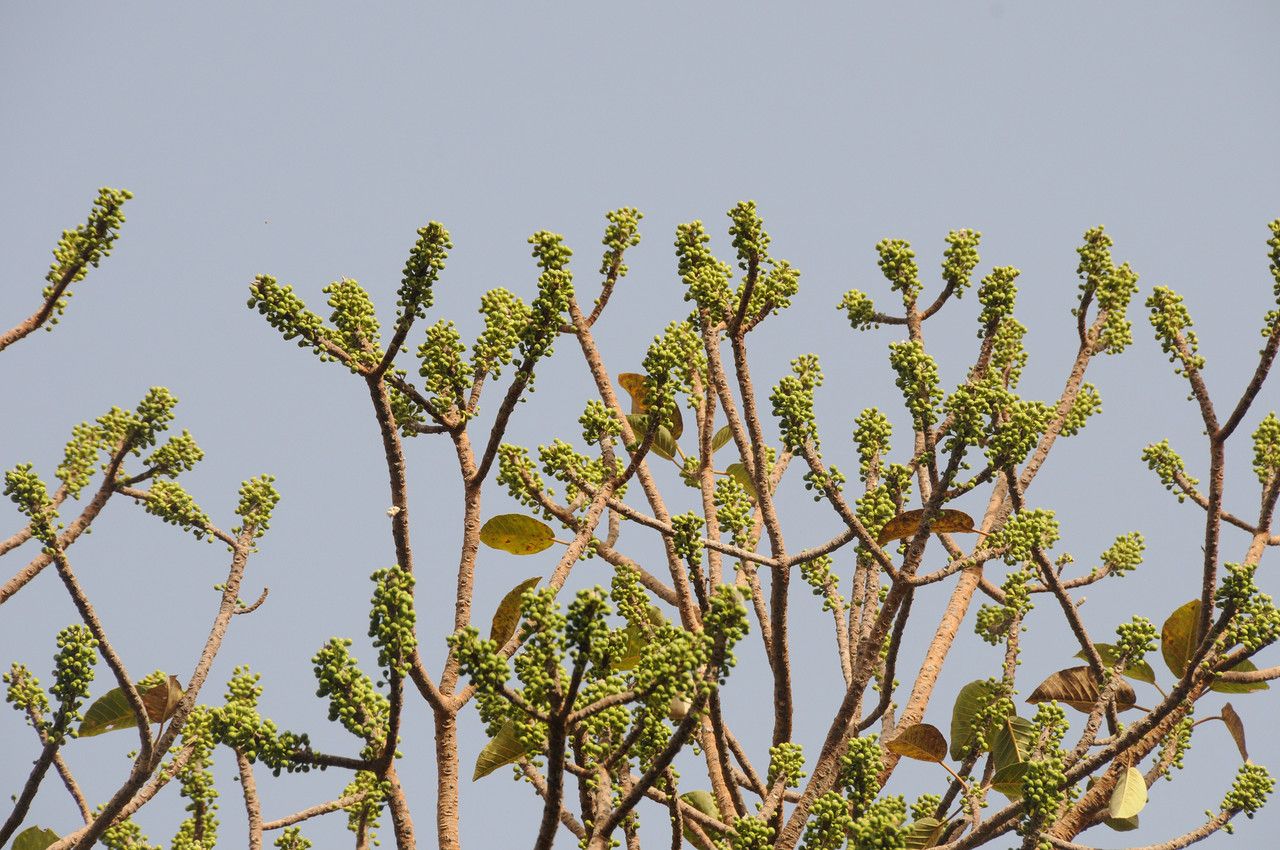 Ficus platyphylla habit