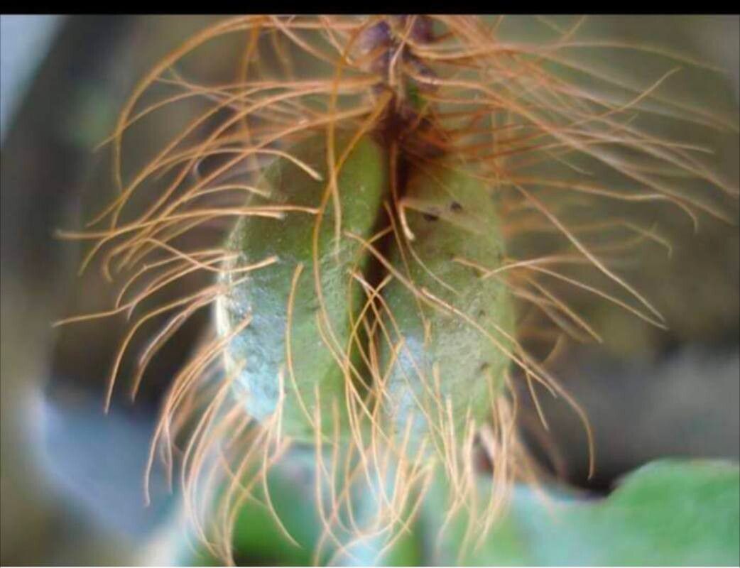 Miconia formicosetosa fruit