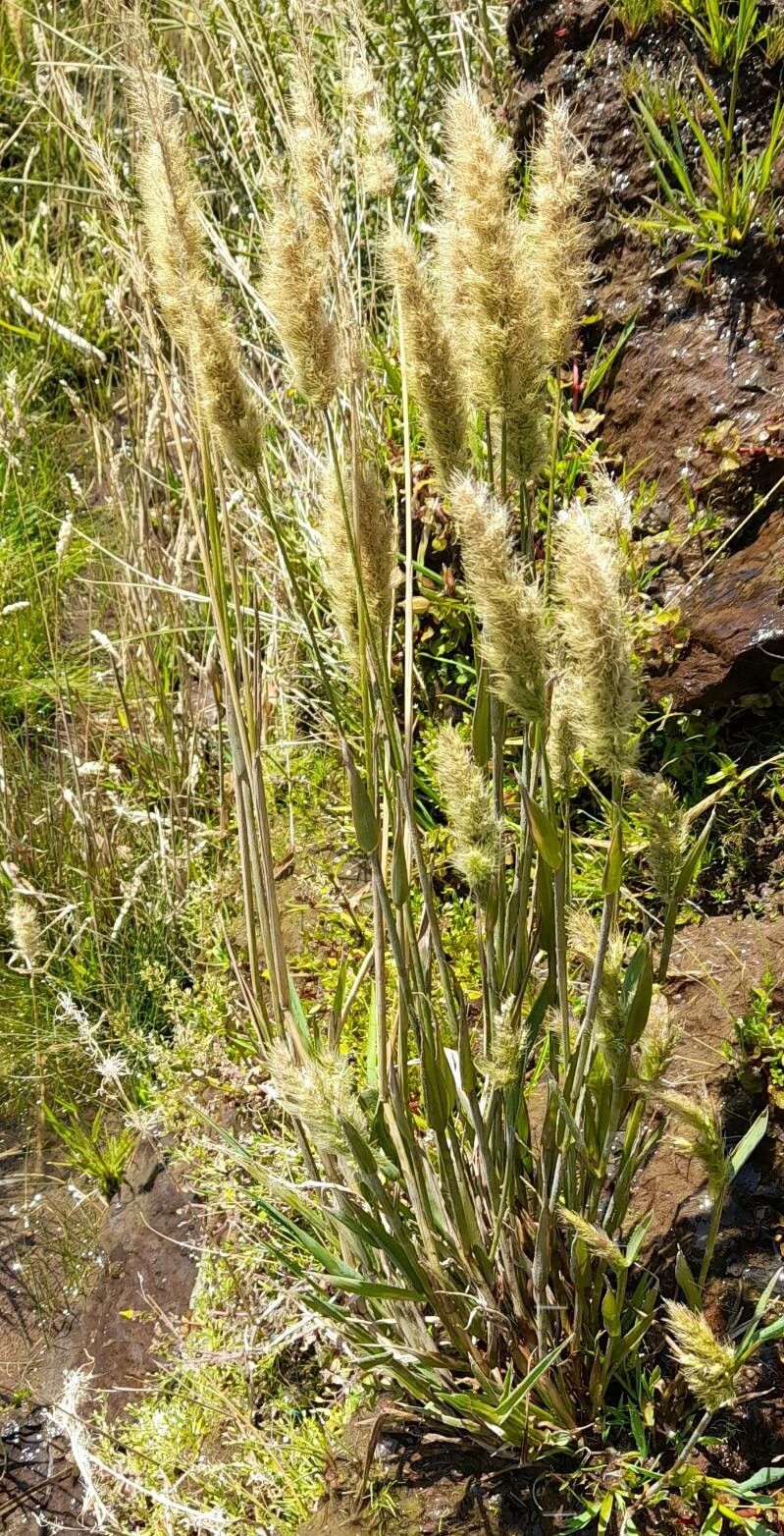 Polypogon australis habit