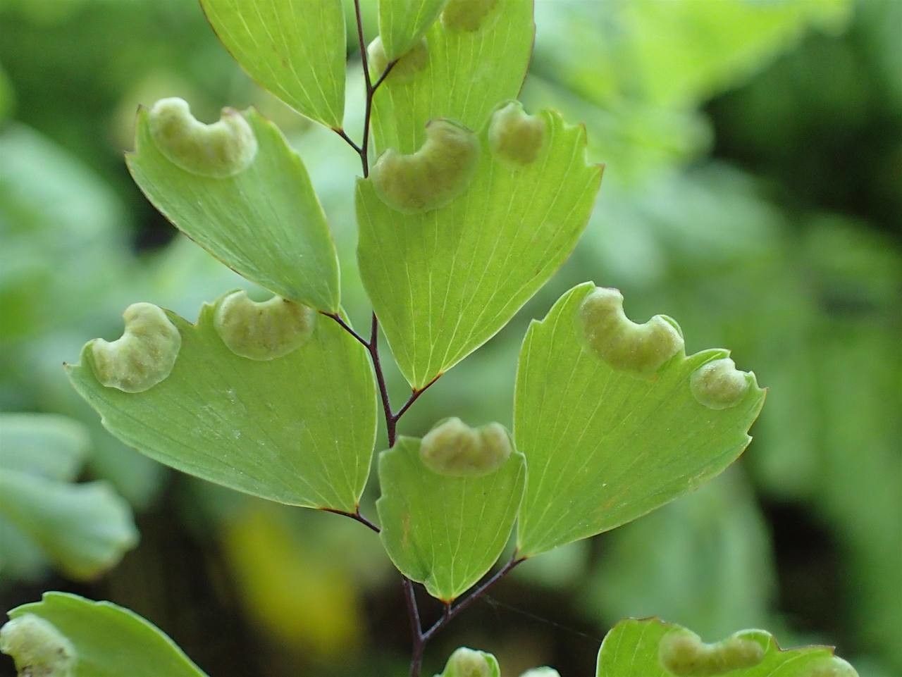 Adiantum venustum fruit