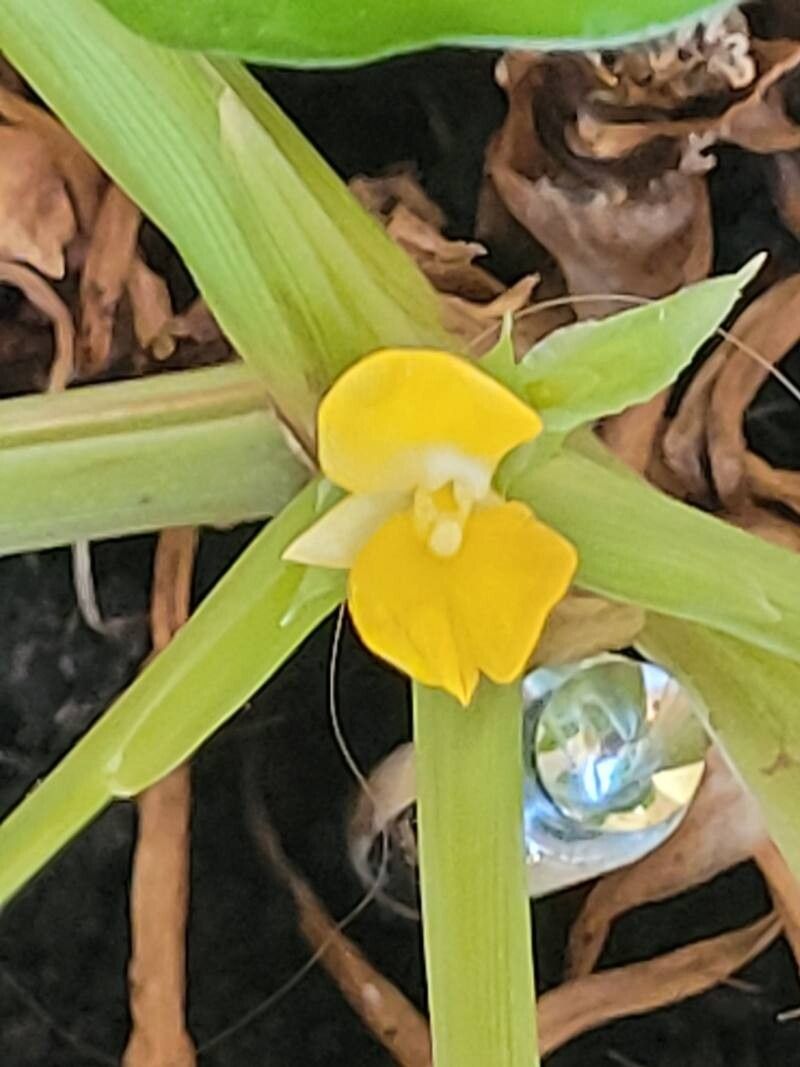 Goeppertia bachemiana flower