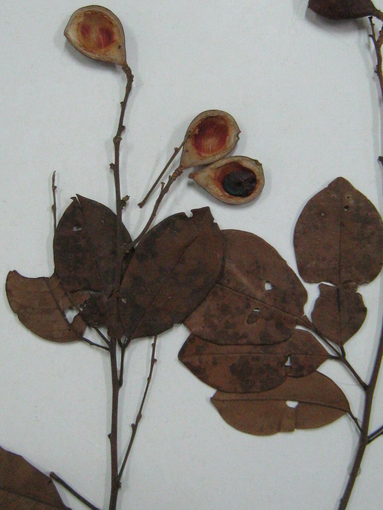 Ormosia costulata other