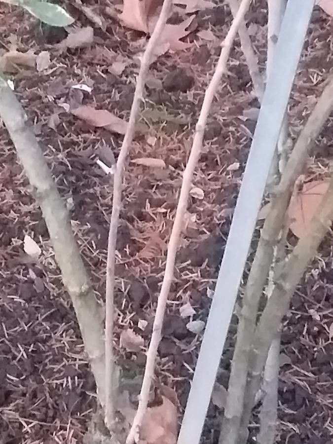 Halimodendron halodendron bark