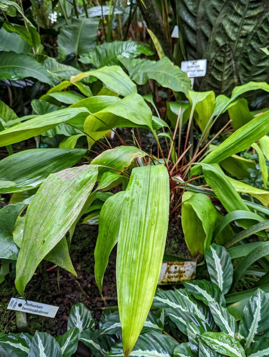 Pitcairnia sprucei habit